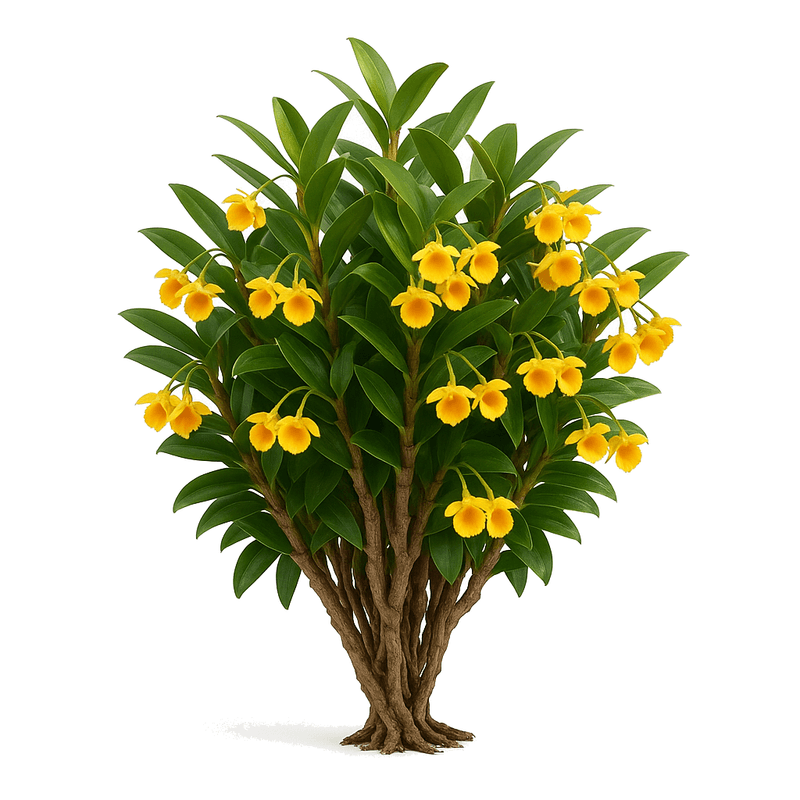 Acianthera