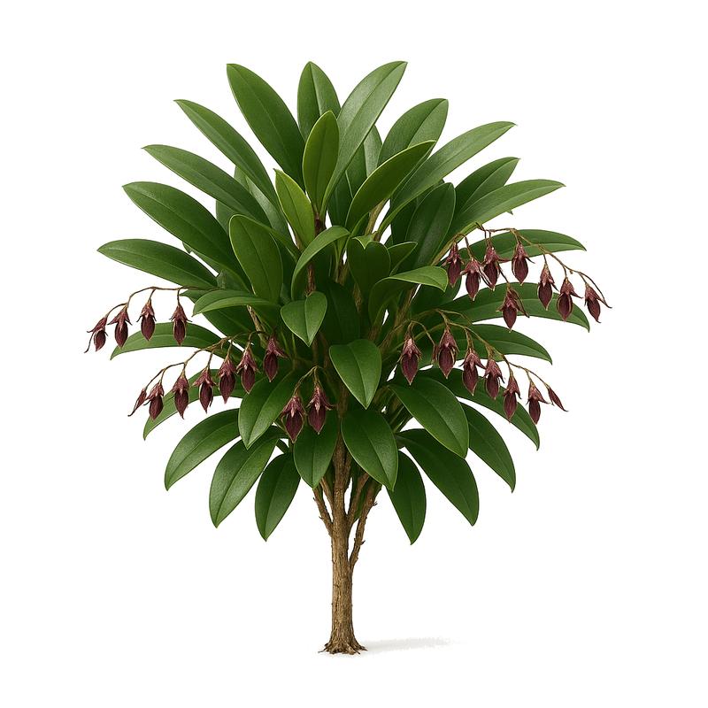 Acianthera