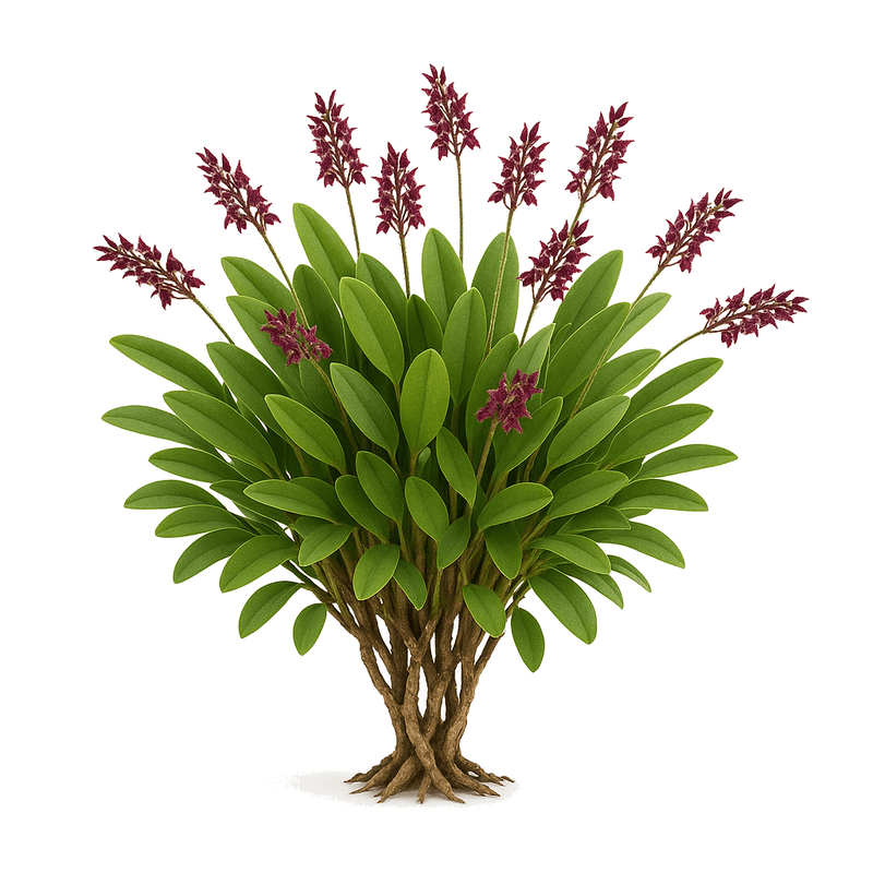 Acianthera