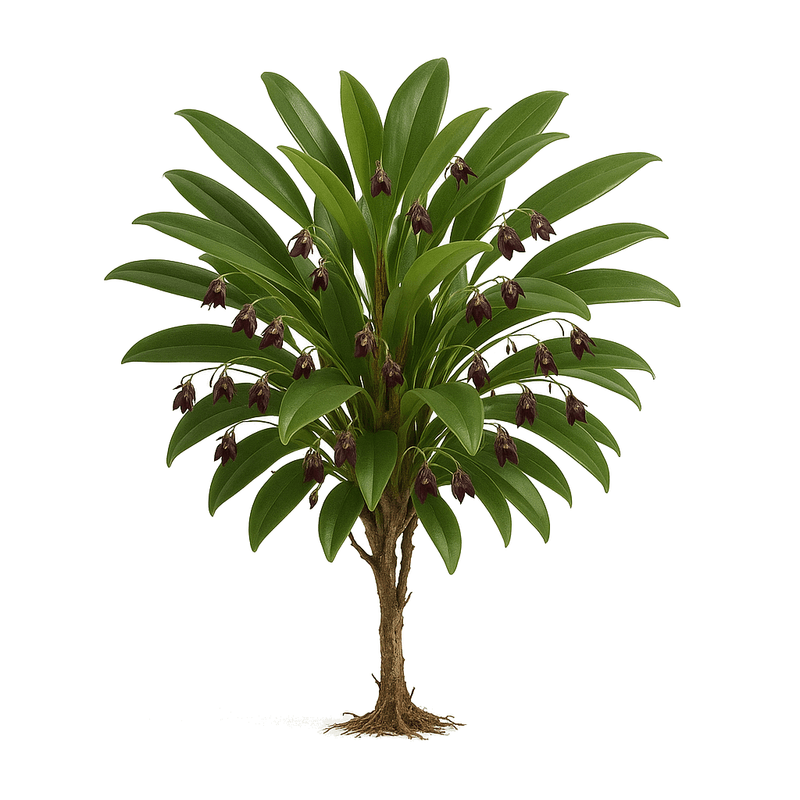 Acianthera