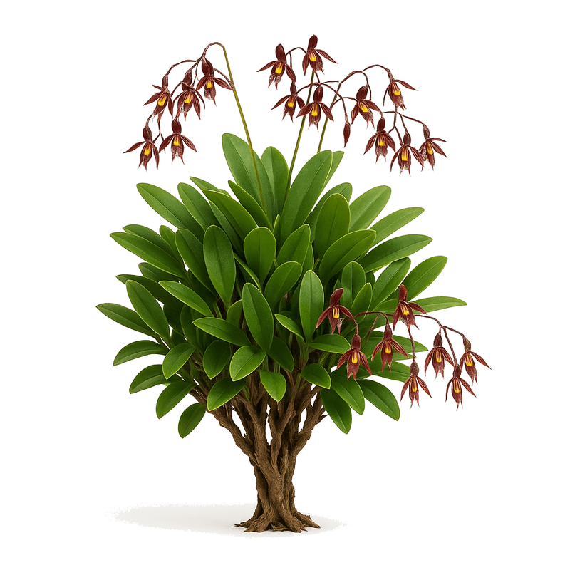 Acianthera