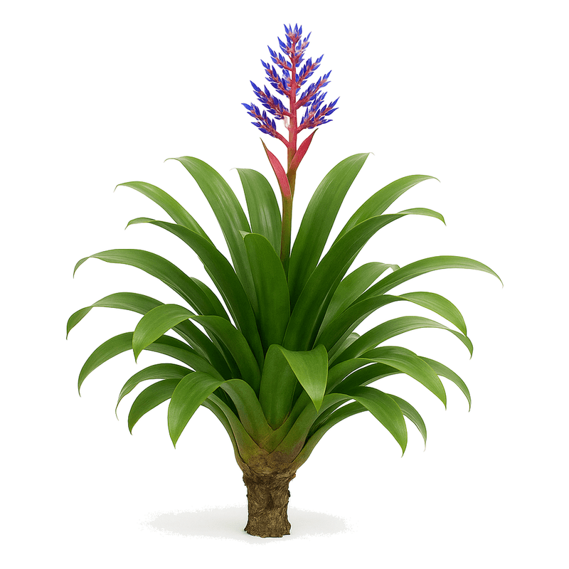 Aechmea
