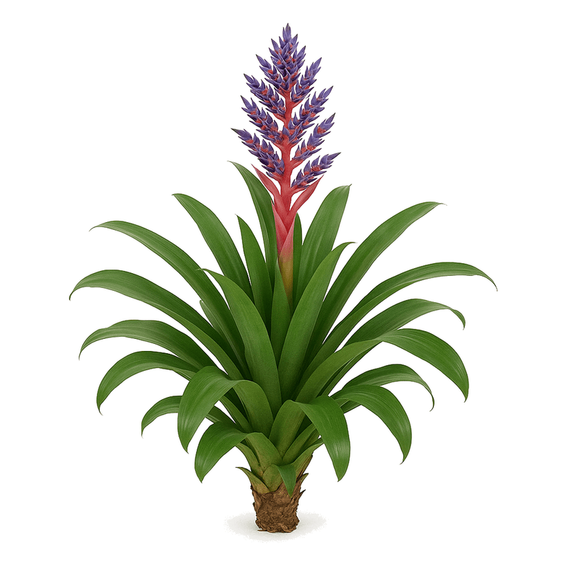 Aechmea