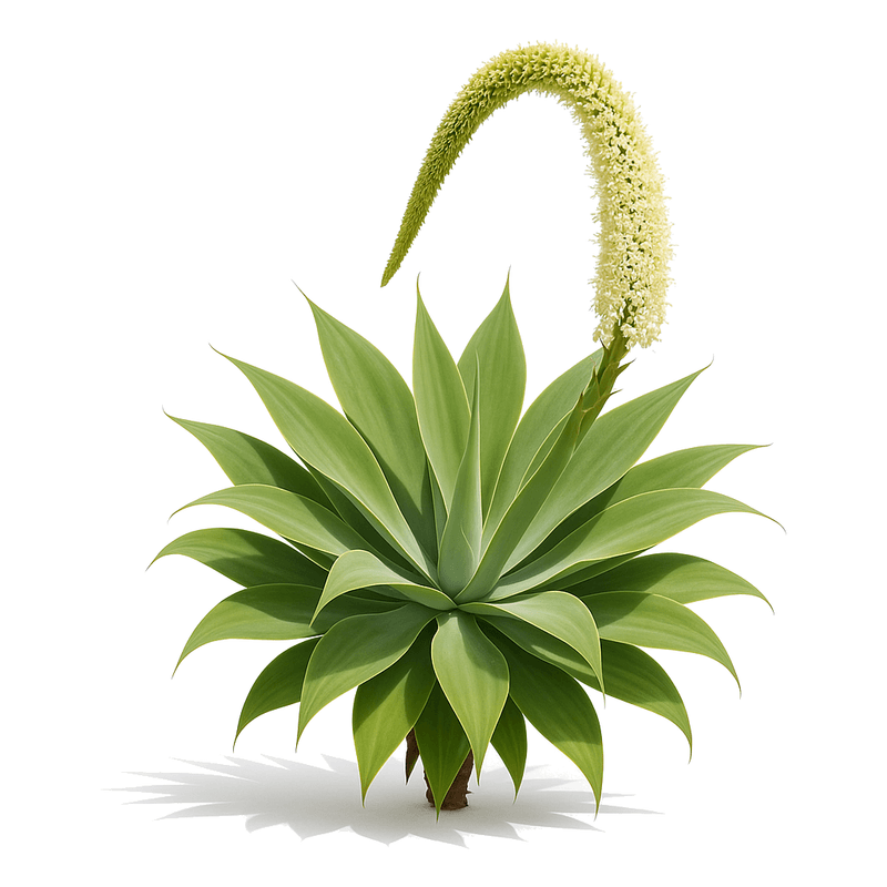 Attenuata