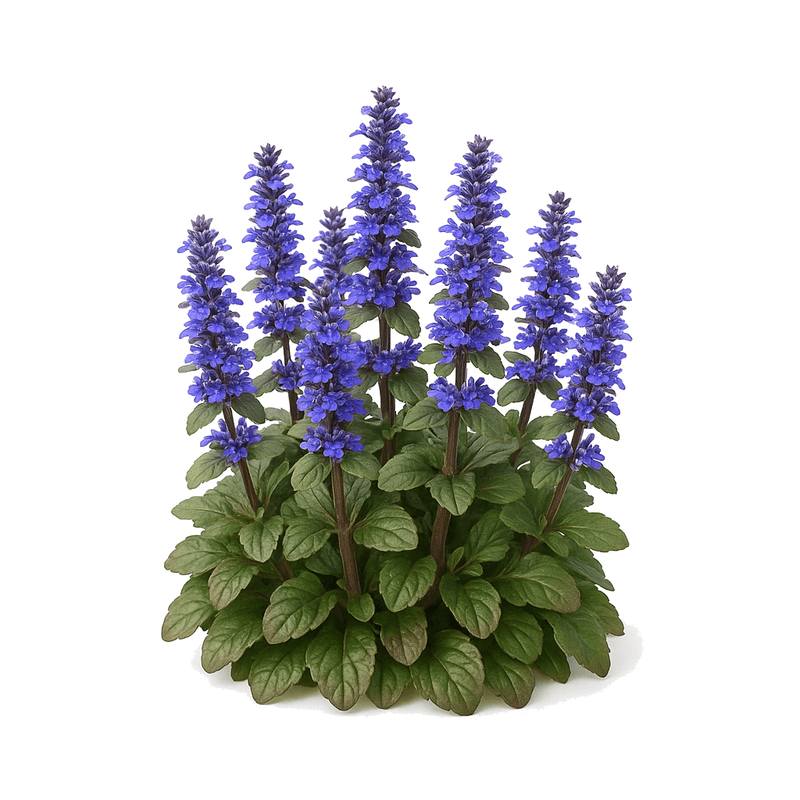 Ajuga
