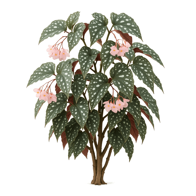 Begonia maculata pink