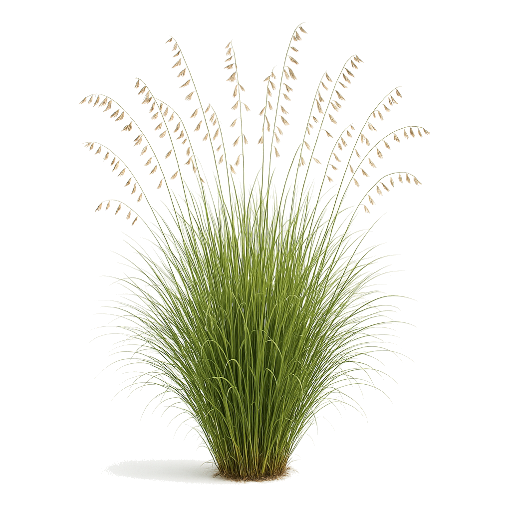 Side-oats Grama