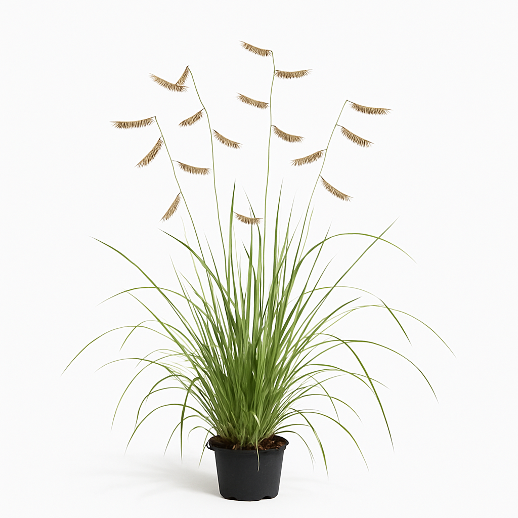 Bouteloua gracilis
