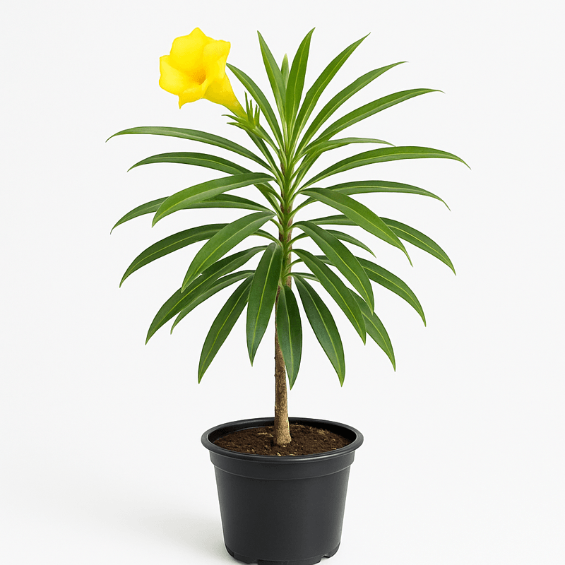 Tevetia ovata