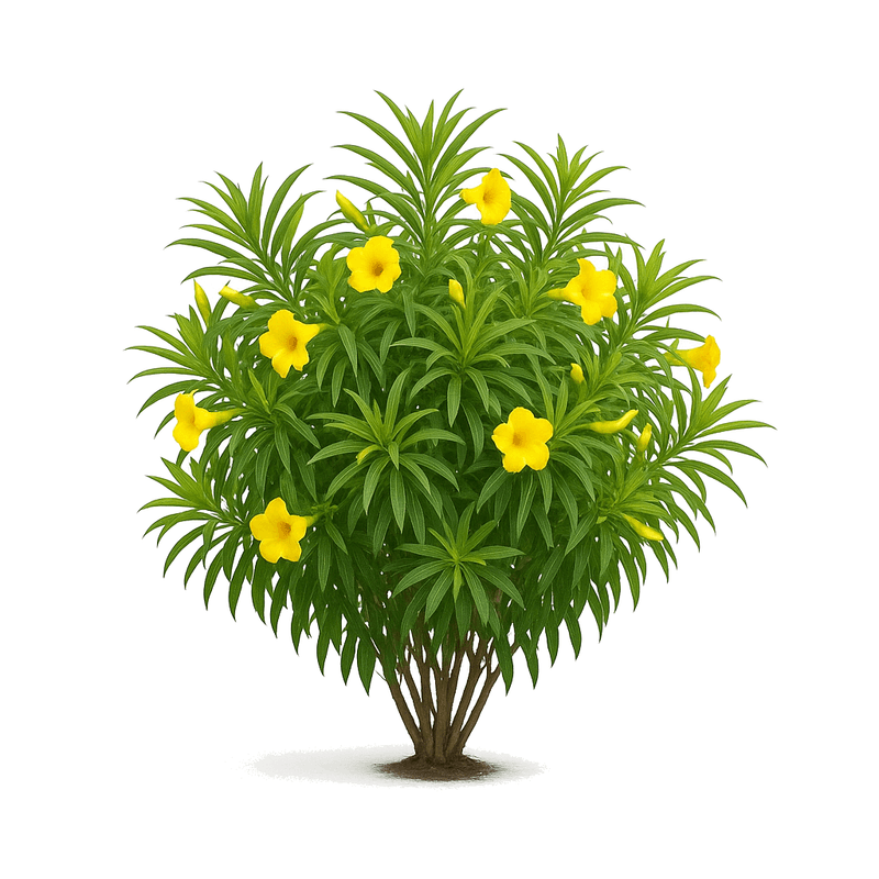 Tevetia ovata