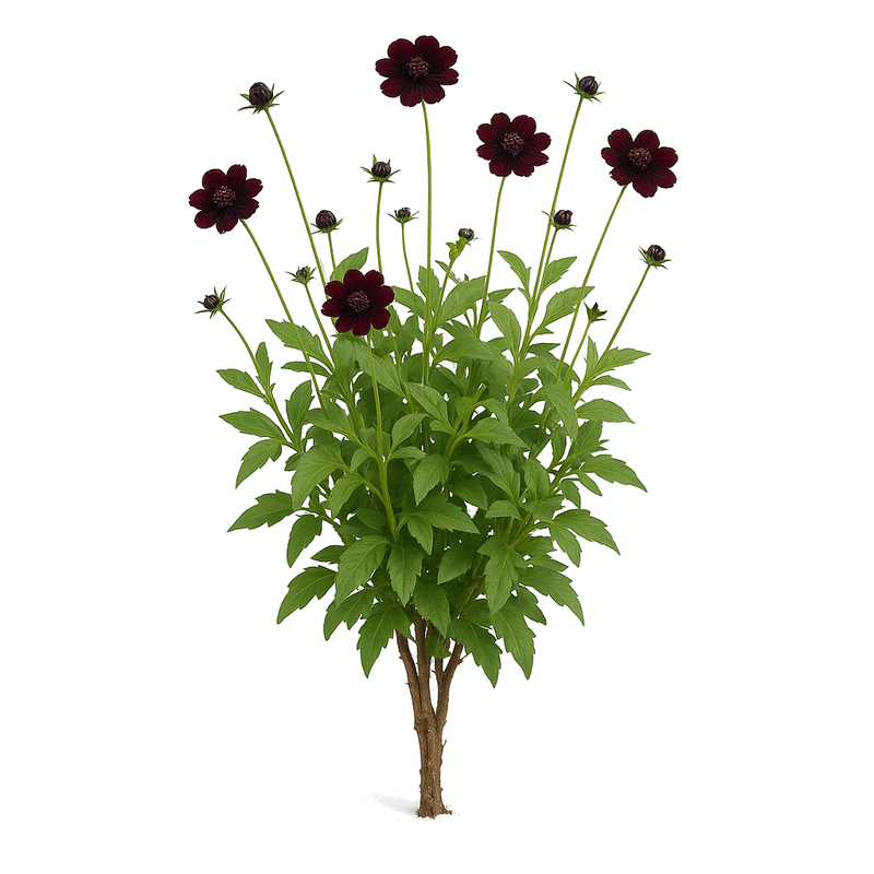 Cosmos chocolate