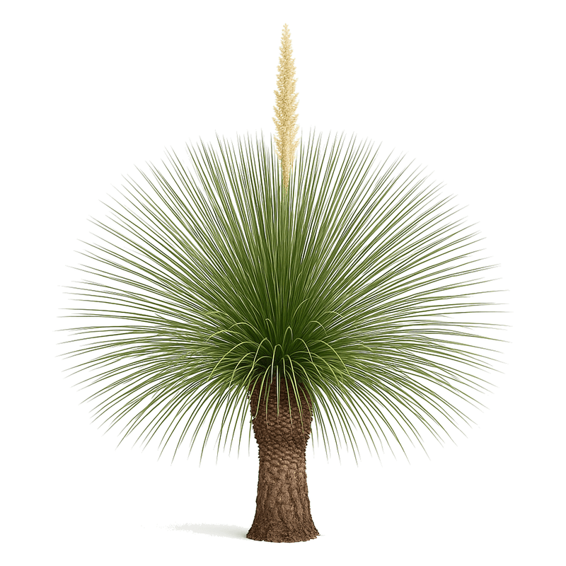 Sotol
