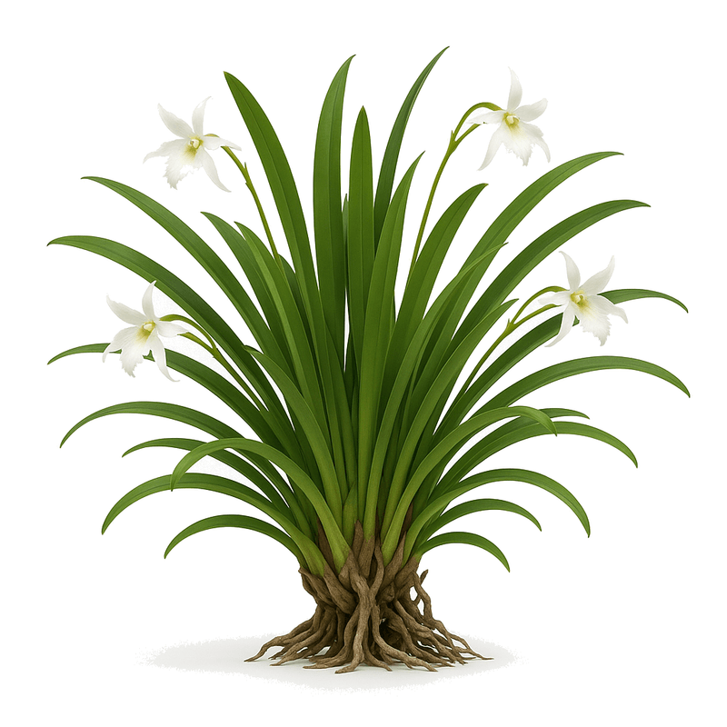 Dendrophylax