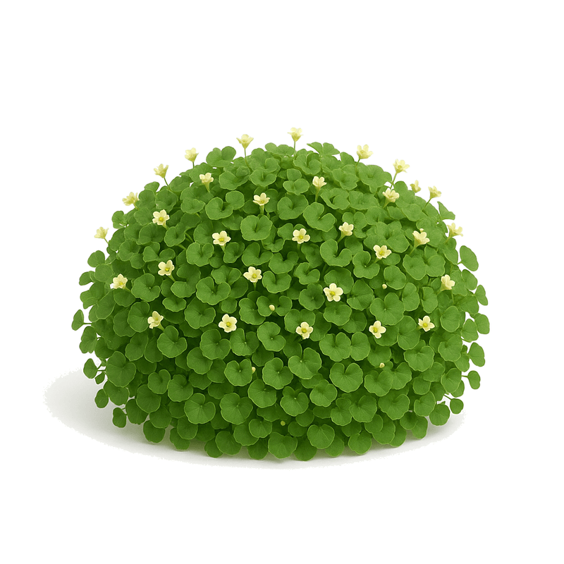 Dichondra