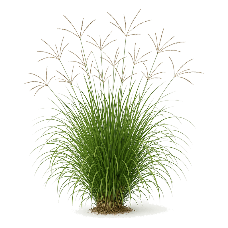 Digitaria