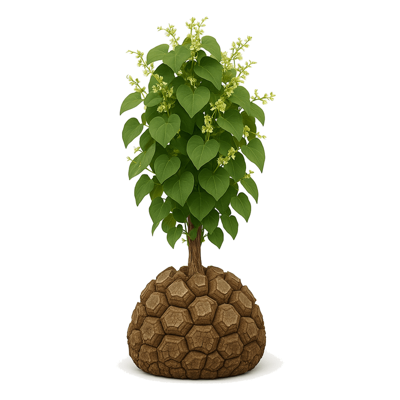 Dioscorea Elephantipes