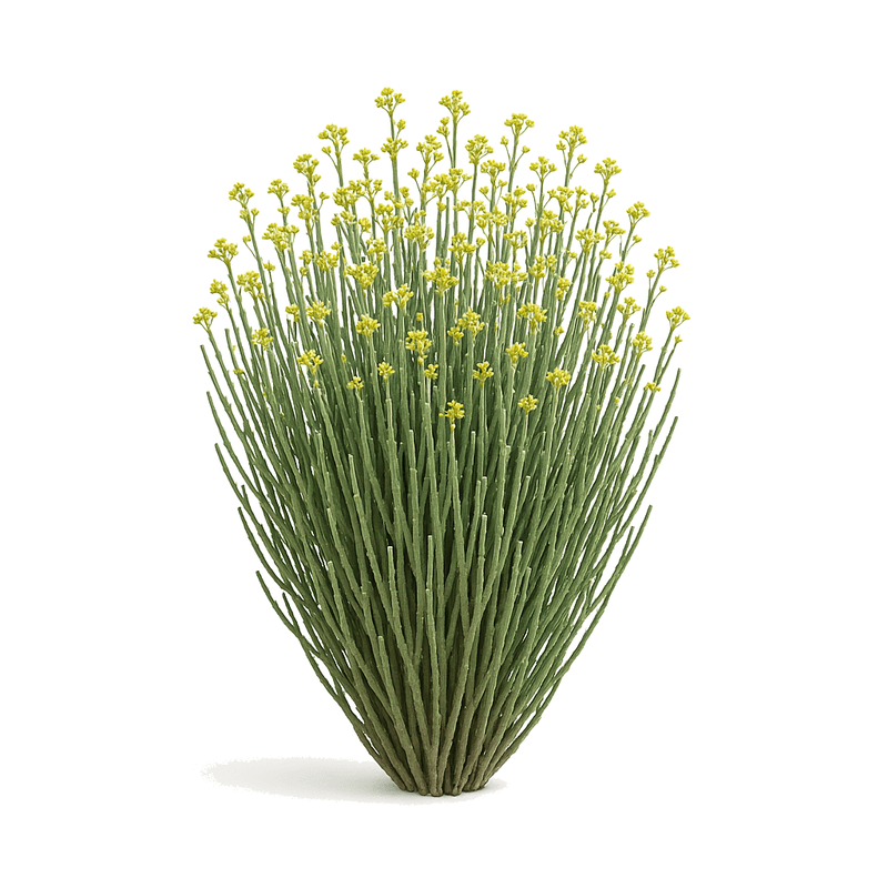 Candelilla