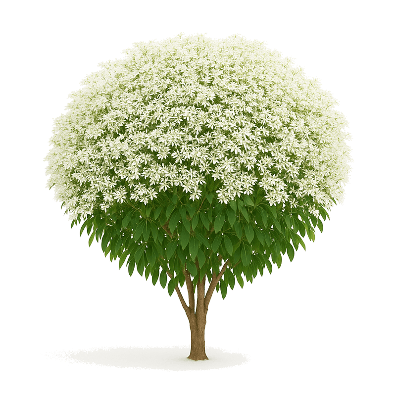 Pascuita