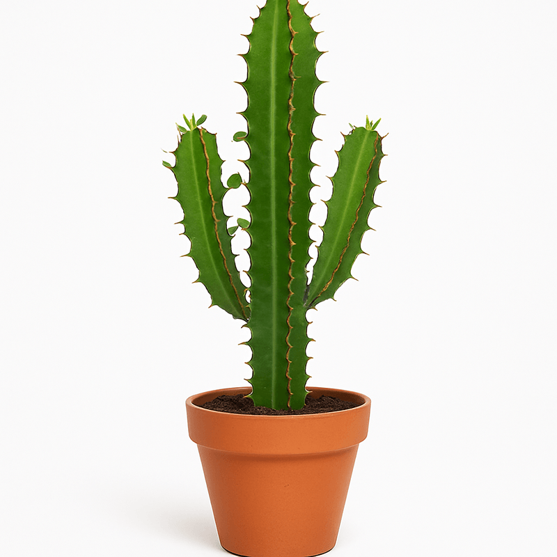 Cactus catedral