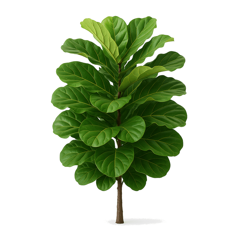 Fiddle Leaf Fig