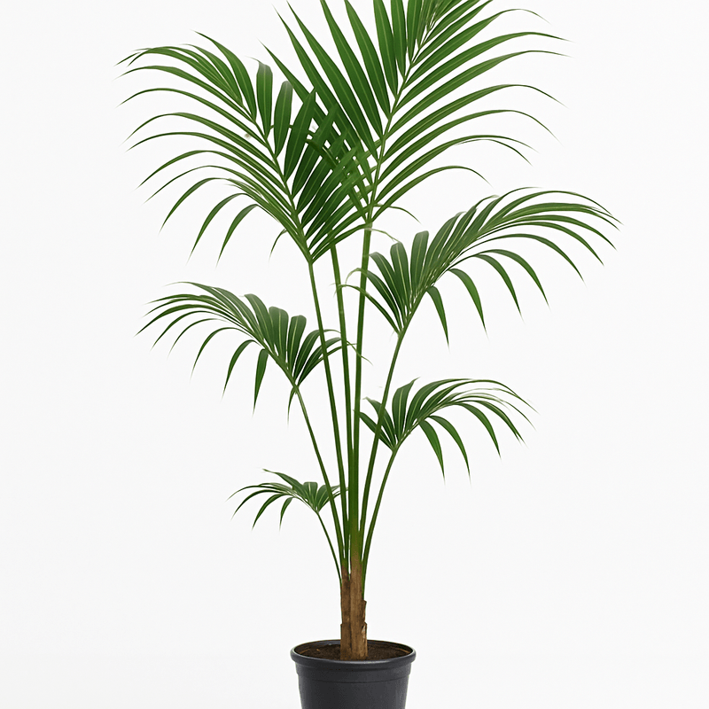 Palma Kentia
