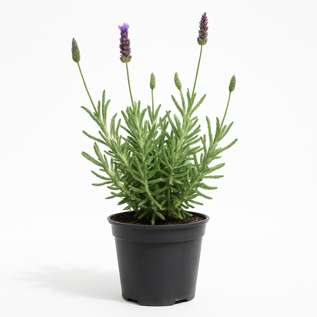 Lavanda Francesa