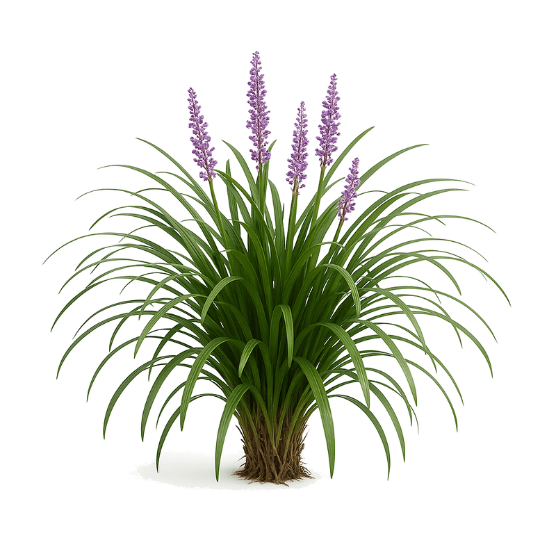 Liriope