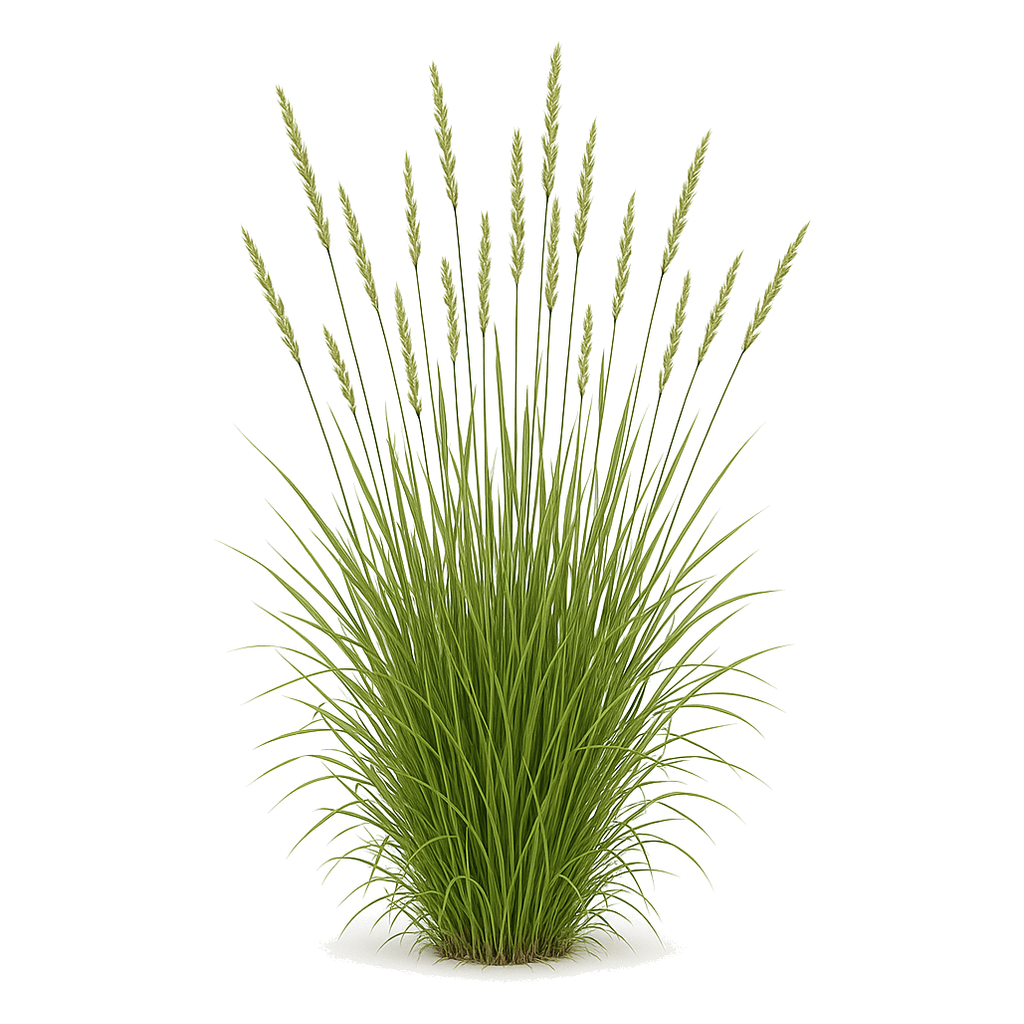 Perennial Ryegrass