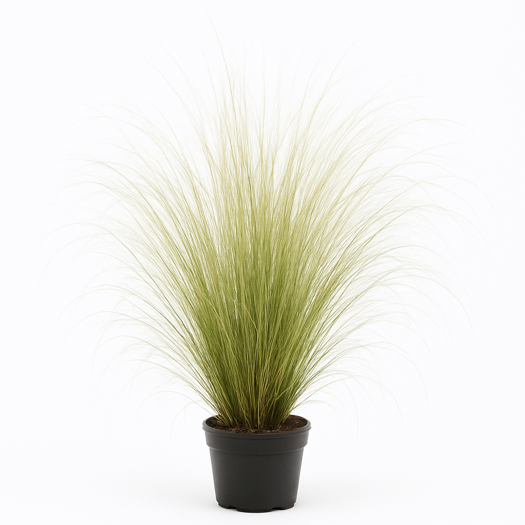 Pasto stipa