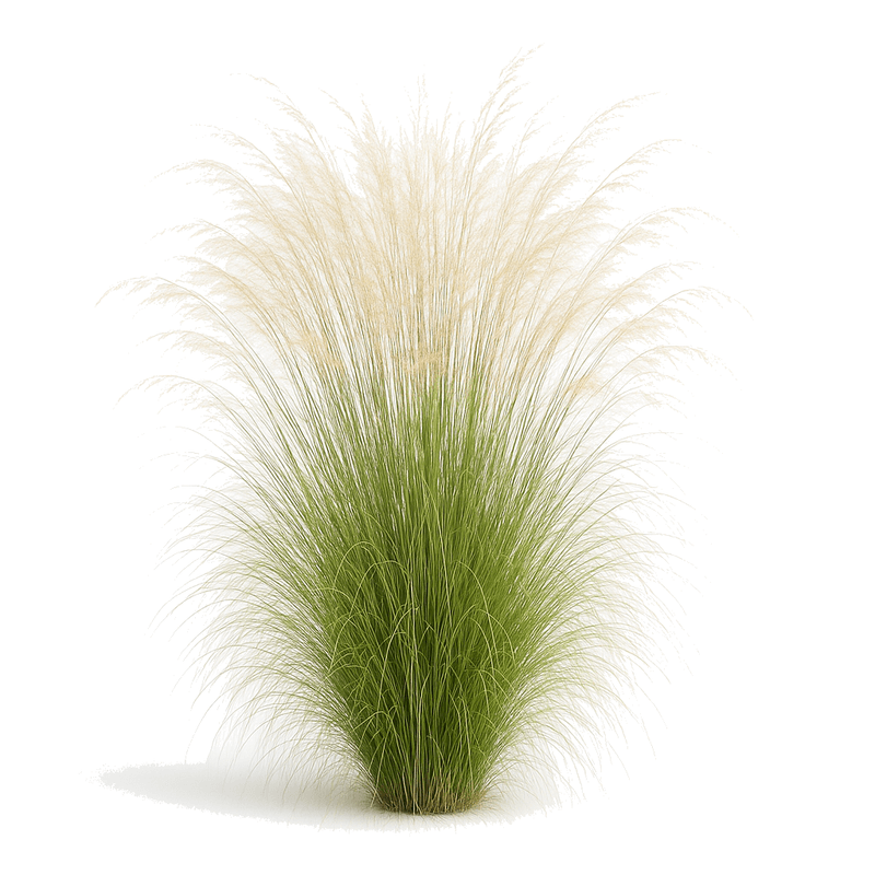 Pasto stipa