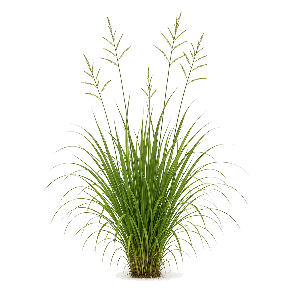 Dallis Grass