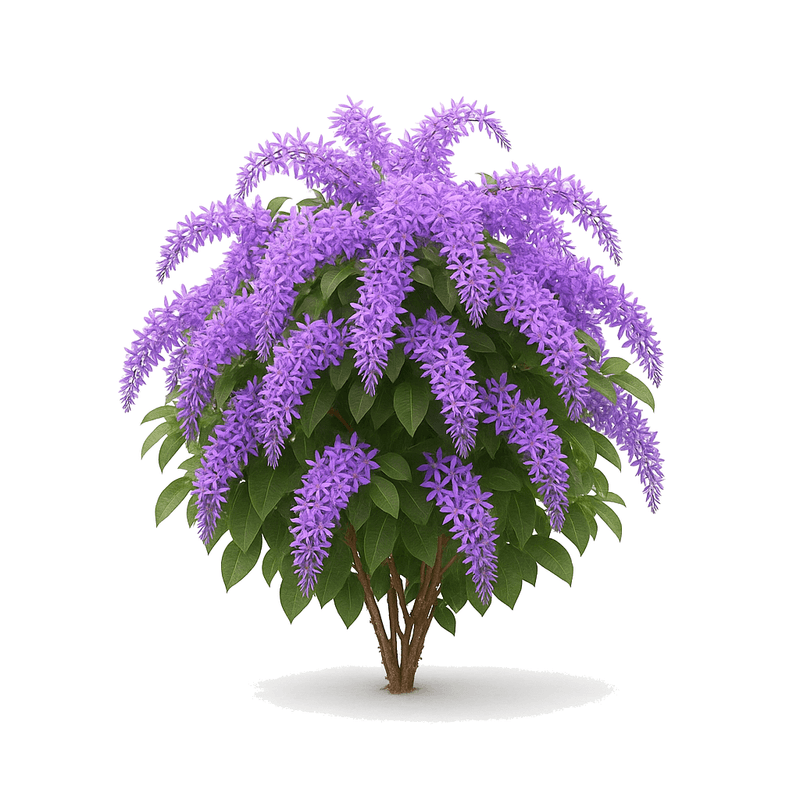 Pétrea