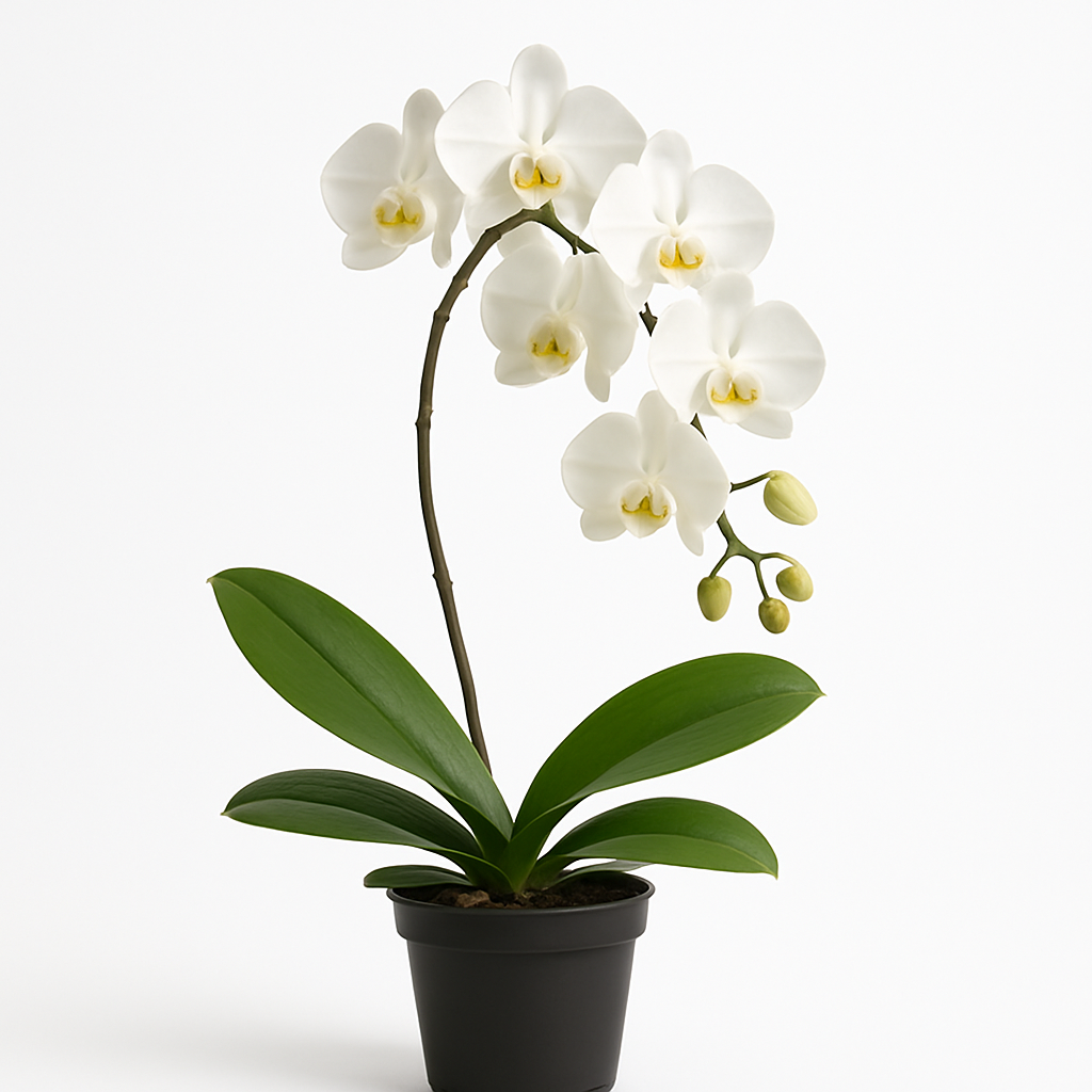 Orquídea Mariposa