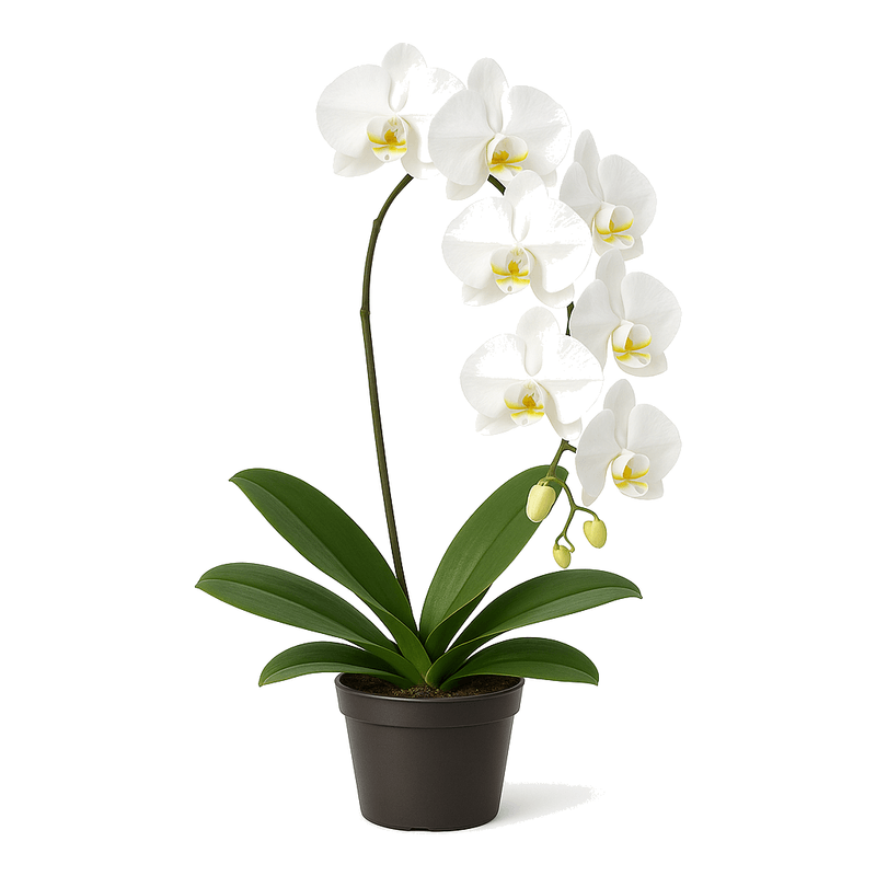 Orquídea Mariposa