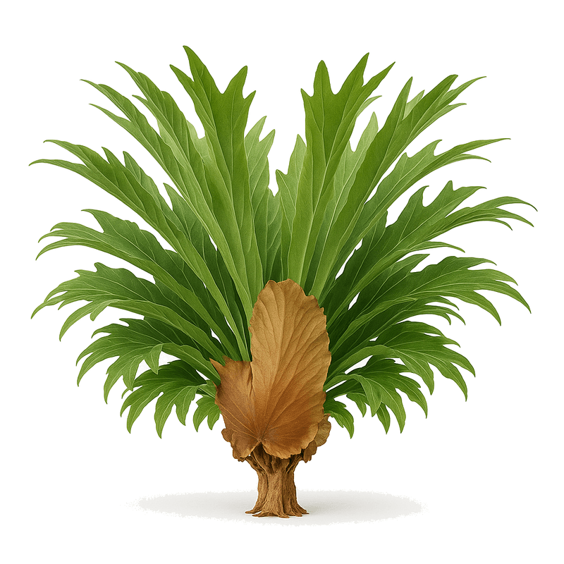 Platycerium omo