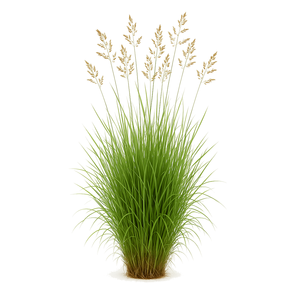 Kentucky Bluegrass