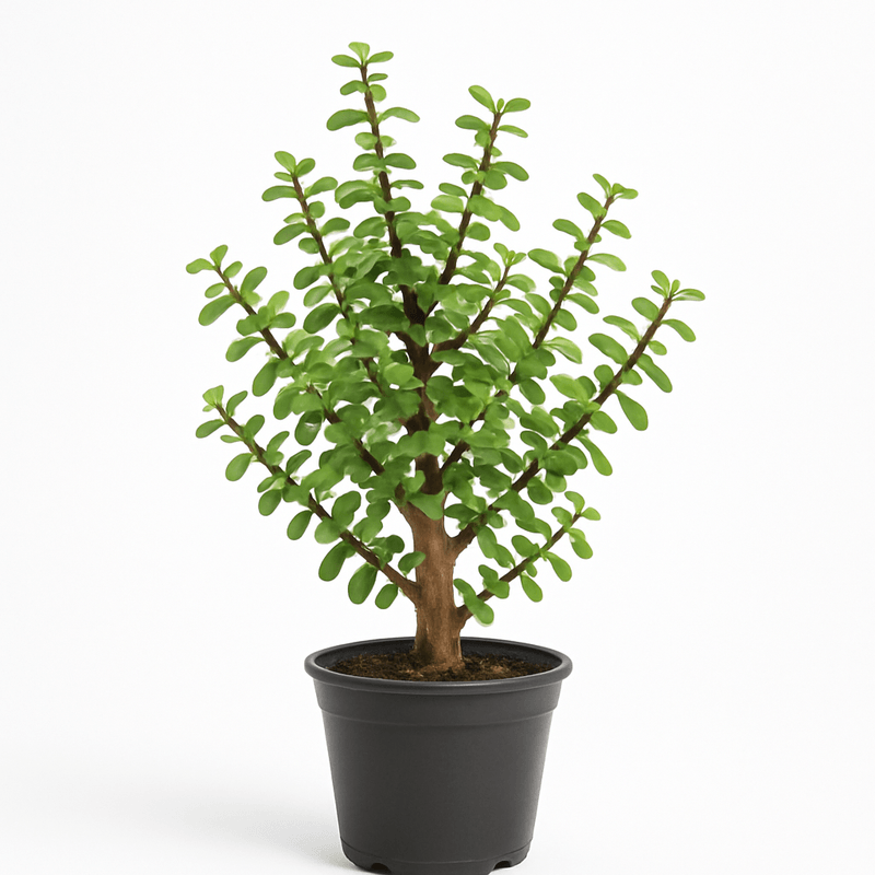 Árbol de la abundancia