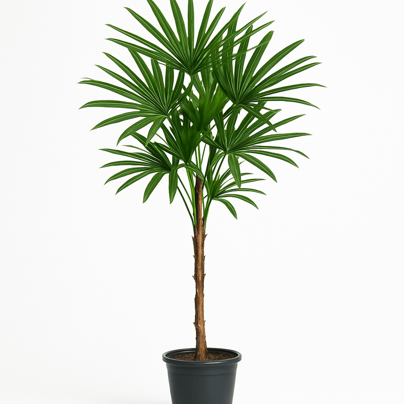 Rhapis Excelsa