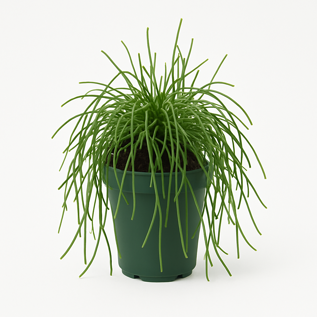 Cactus espagueti