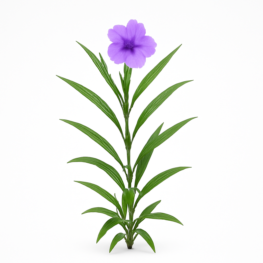 Petunia mexicana
