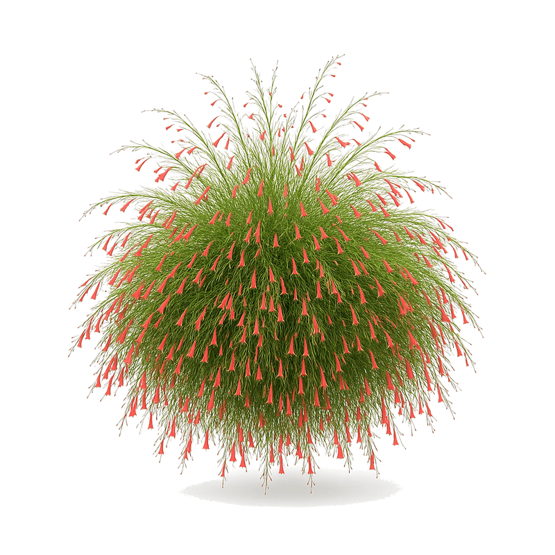 Lluvia de coral
