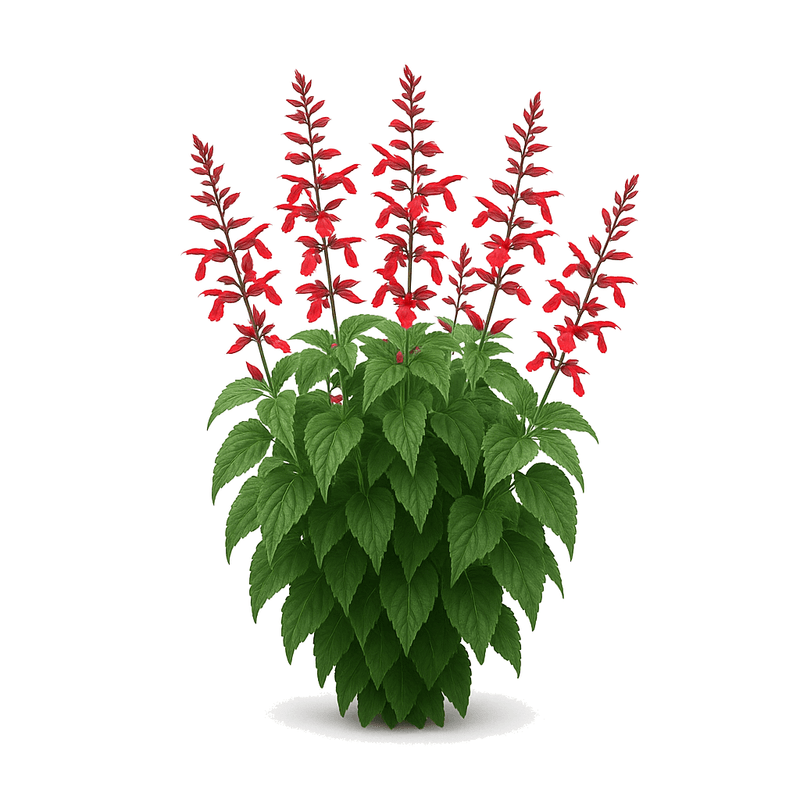 Salvia mexicana escarlata