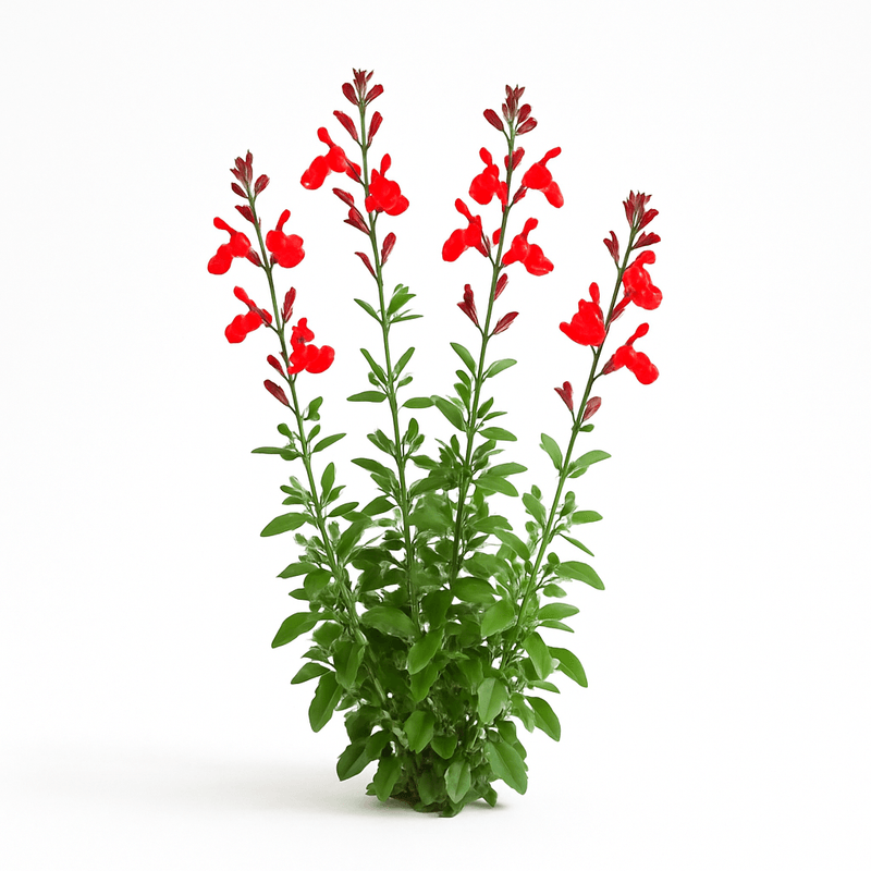 Salvia de Otoño