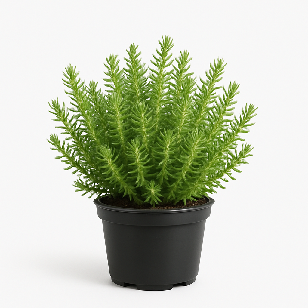 Sedum