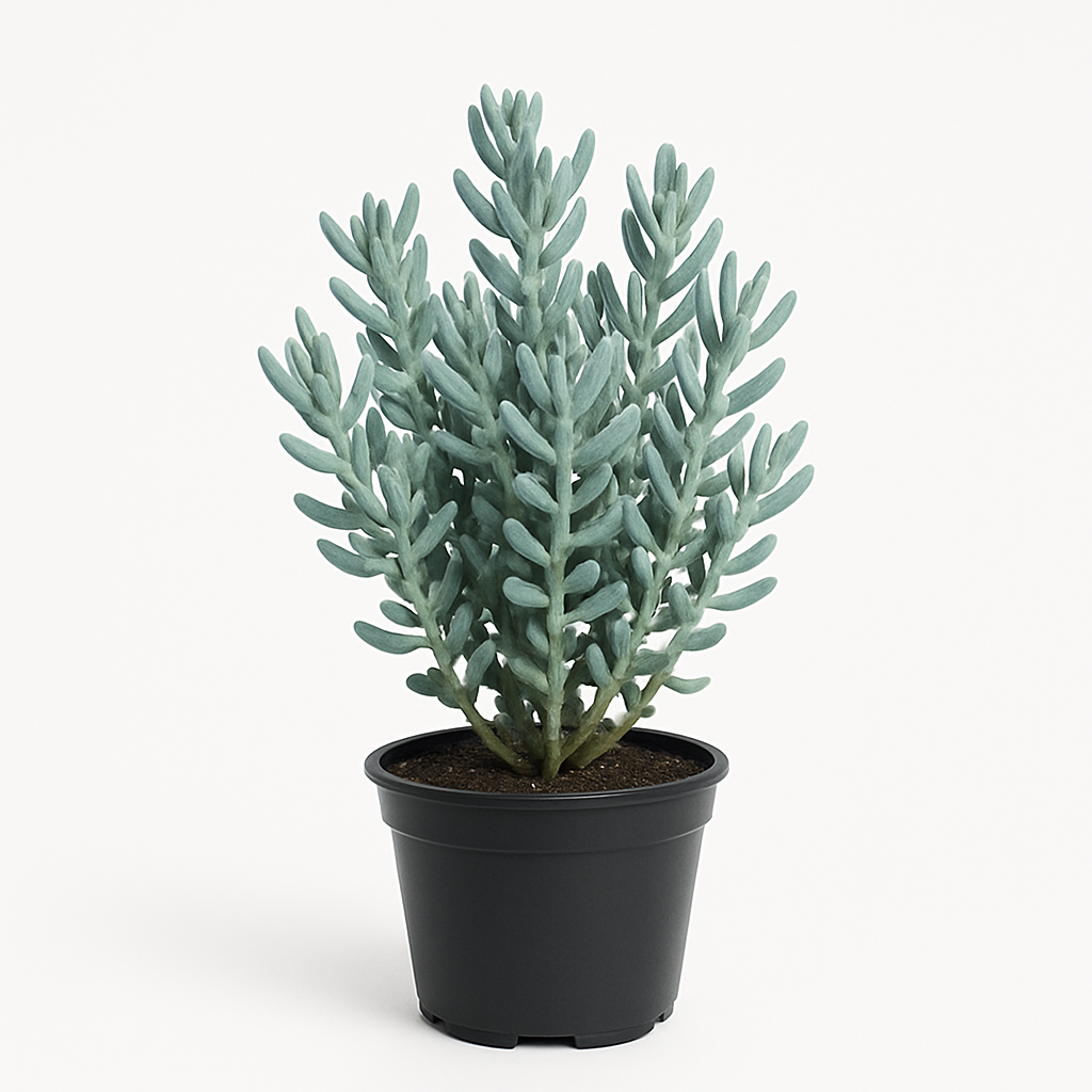 Sedum Azul