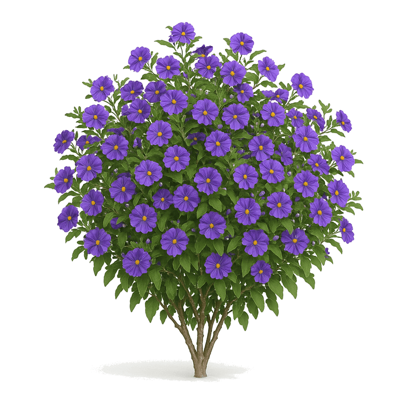 Solano azul