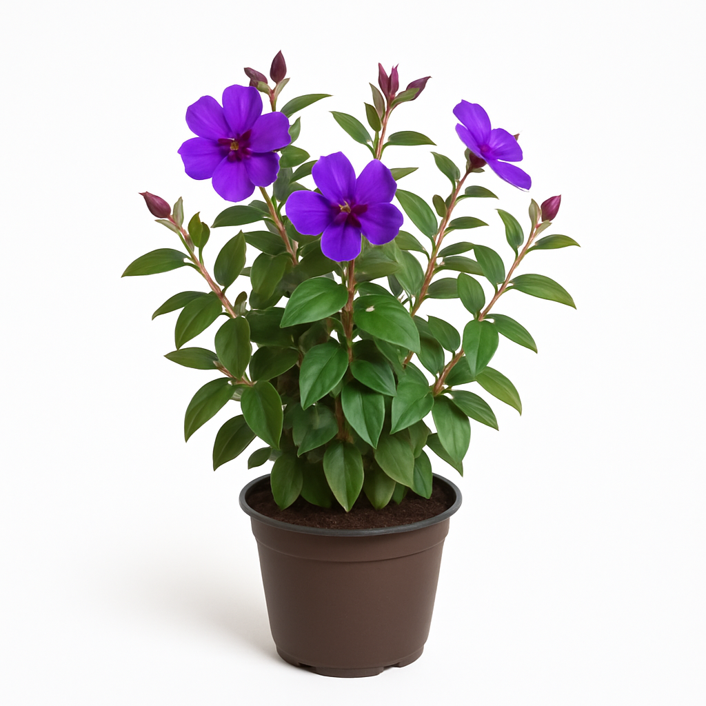 Tibouchina