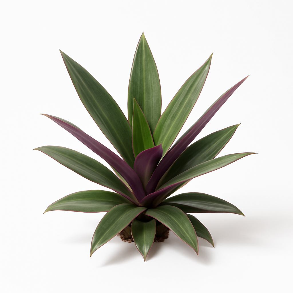 Rhoeo discolor