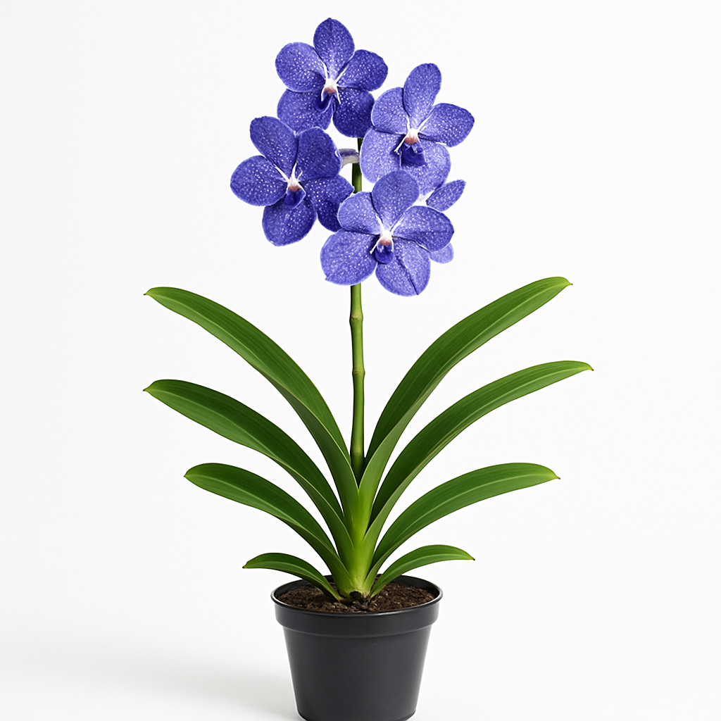 Orquídea Azul