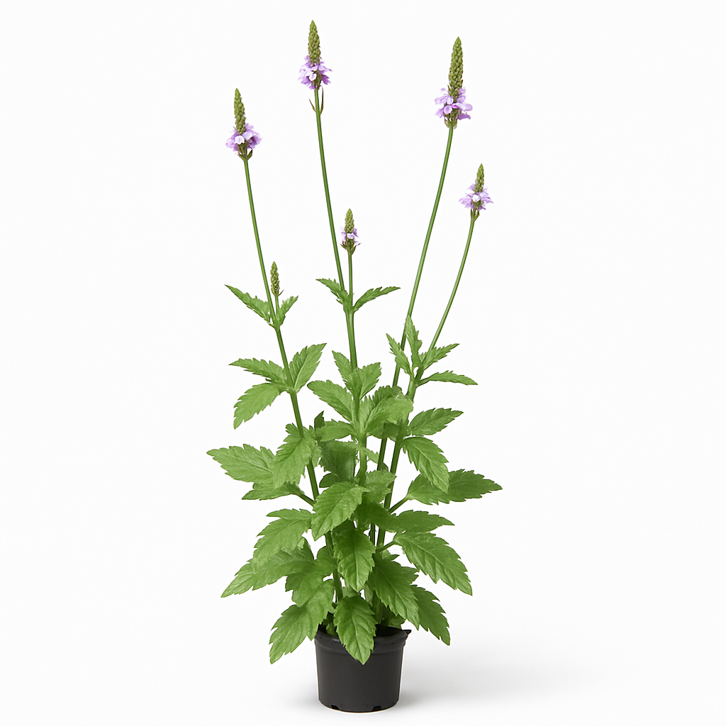 Verbena